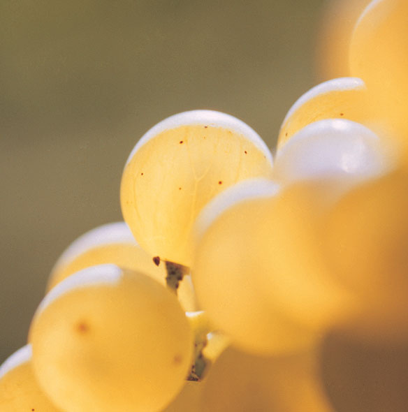 Racimo de uvas blancas Charentais para Cognac